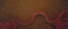 Thought we were kidding didn't you ....  this snake is five feet long!
