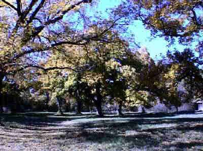 Beautiful Leaves on the old oak trees