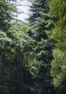 redwoods.jpg (6030 bytes)
