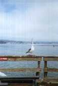 santa cruz pier.jpg (2795 bytes)