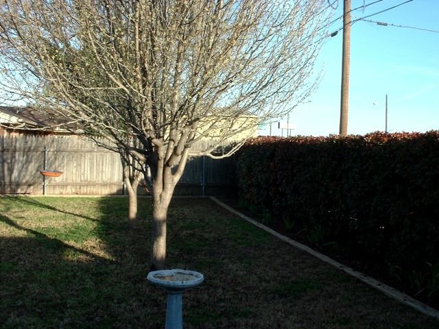 This is the backyard.  There is three trees back there.  A couple are Bradford pear trees.  One is a purple plum, I think.  There is a large hedge row along the back fence.